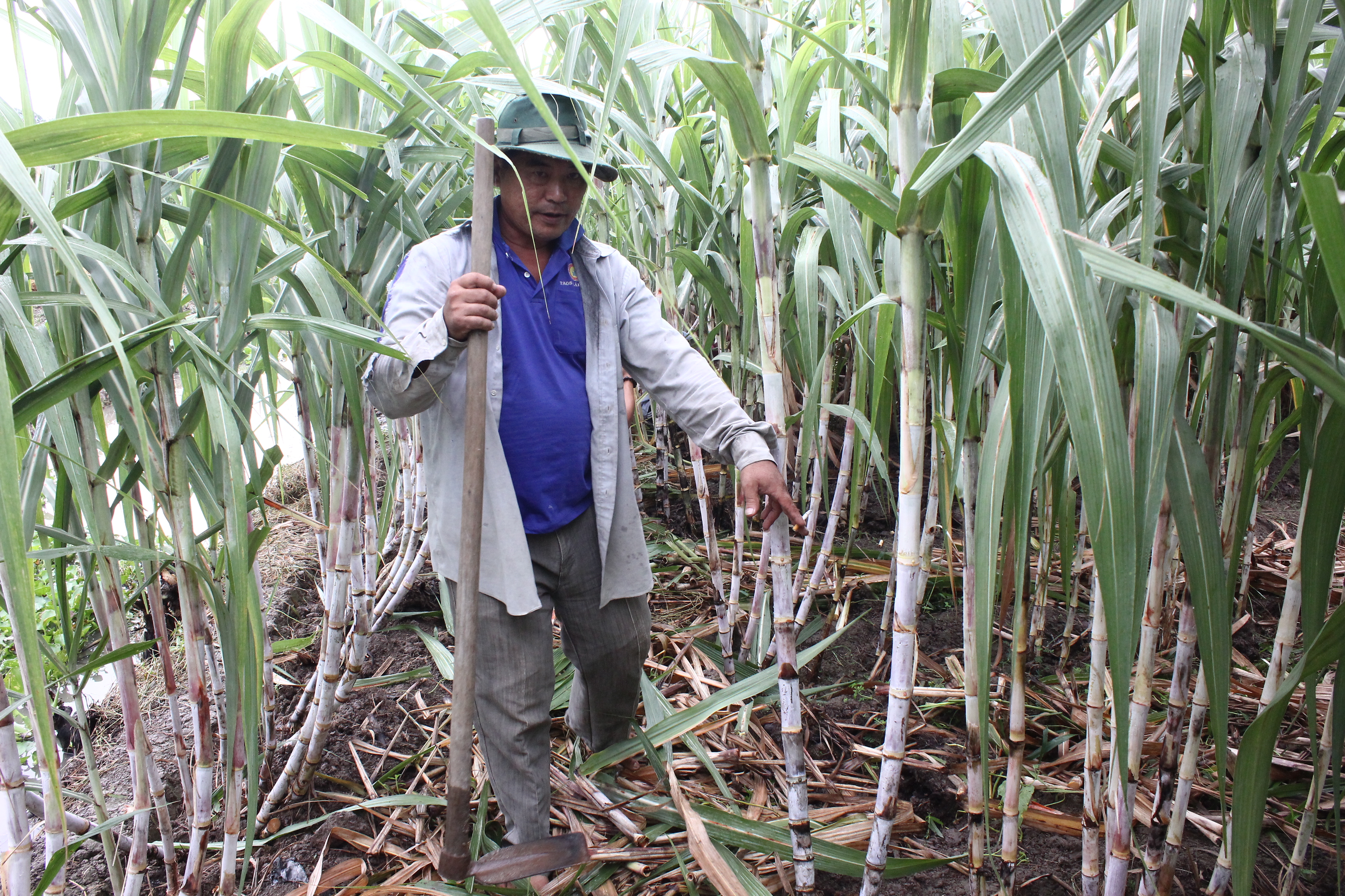 Nông dân trồng mía không còn mặn mà với cây mía