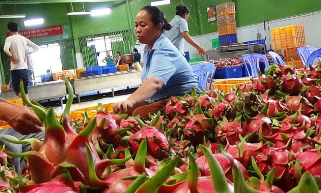 EU tăng tần suất kiểm tra lên 20% đối với cả mì ăn liền và thanh long từ Việt Nam.