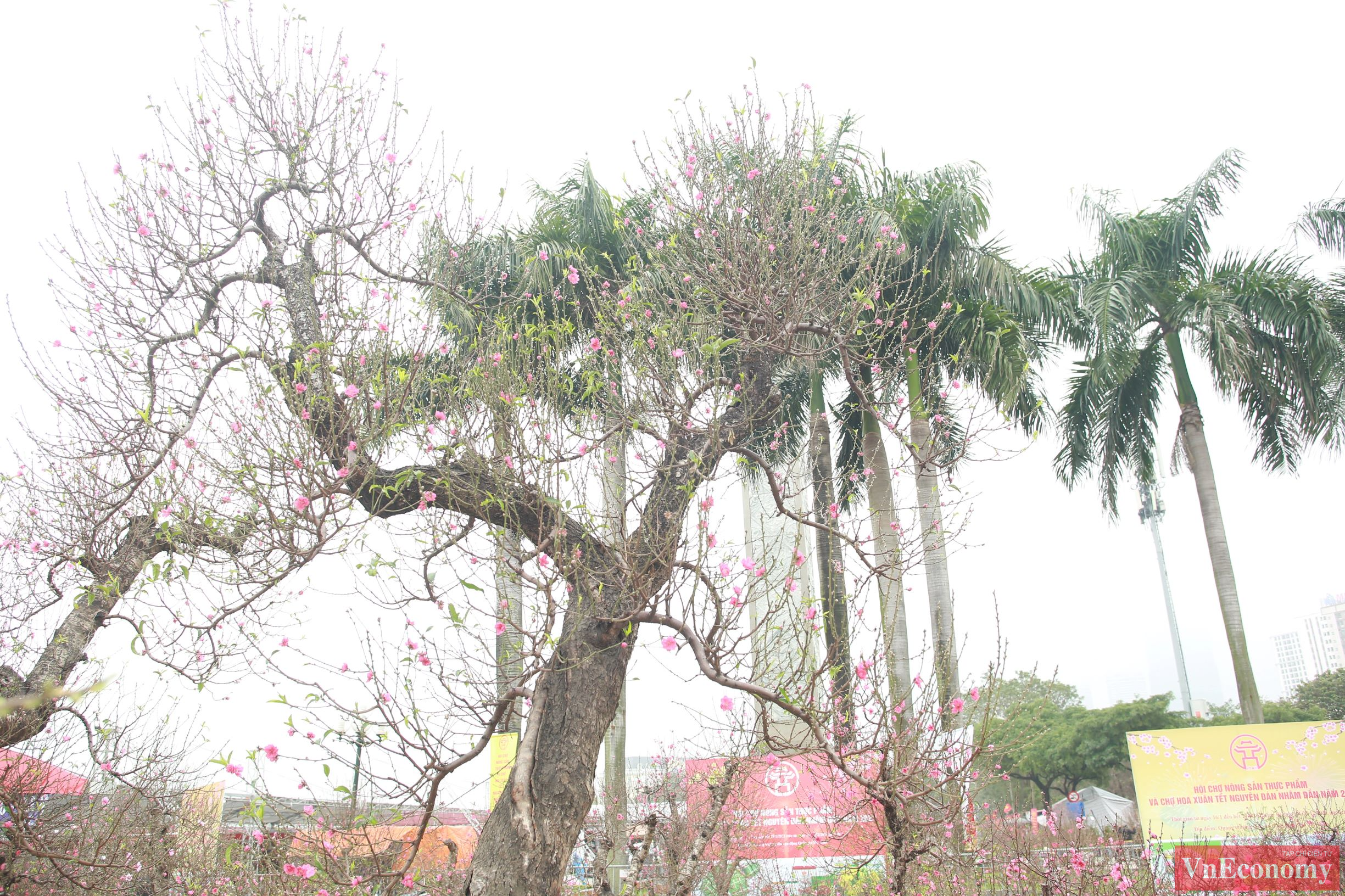 Từ th&acirc;n c&acirc;y x&ugrave; x&igrave;, r&ecirc;u mốc tỏa ra c&aacute;c c&agrave;nh lớn v&agrave; h&agrave;ng trăm c&agrave;nh nhỏ đ&atilde; bung nở hoa. C&acirc;y đ&atilde; được nh&agrave; vườn chăm ch&uacute;t để cho hoa v&agrave;o đ&uacute;ng dịp Tết.