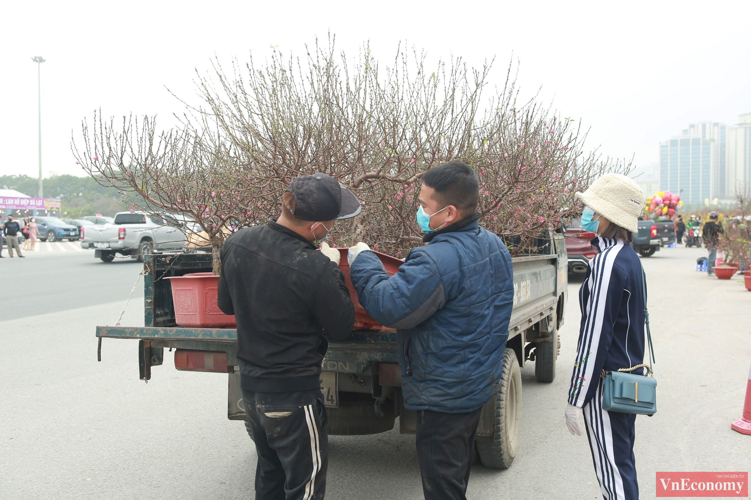 Năm nay, do tình hình kinh tế khó khăn, người dân chủ yếu mua hoặc thuê những cây đào khoảng vài triệu đồng, vừa có đầy đủ cả hoa và nụ rất đẹp, lại không kén không gian trưng bày, không tốn nhiều chi phí vận chuyển.