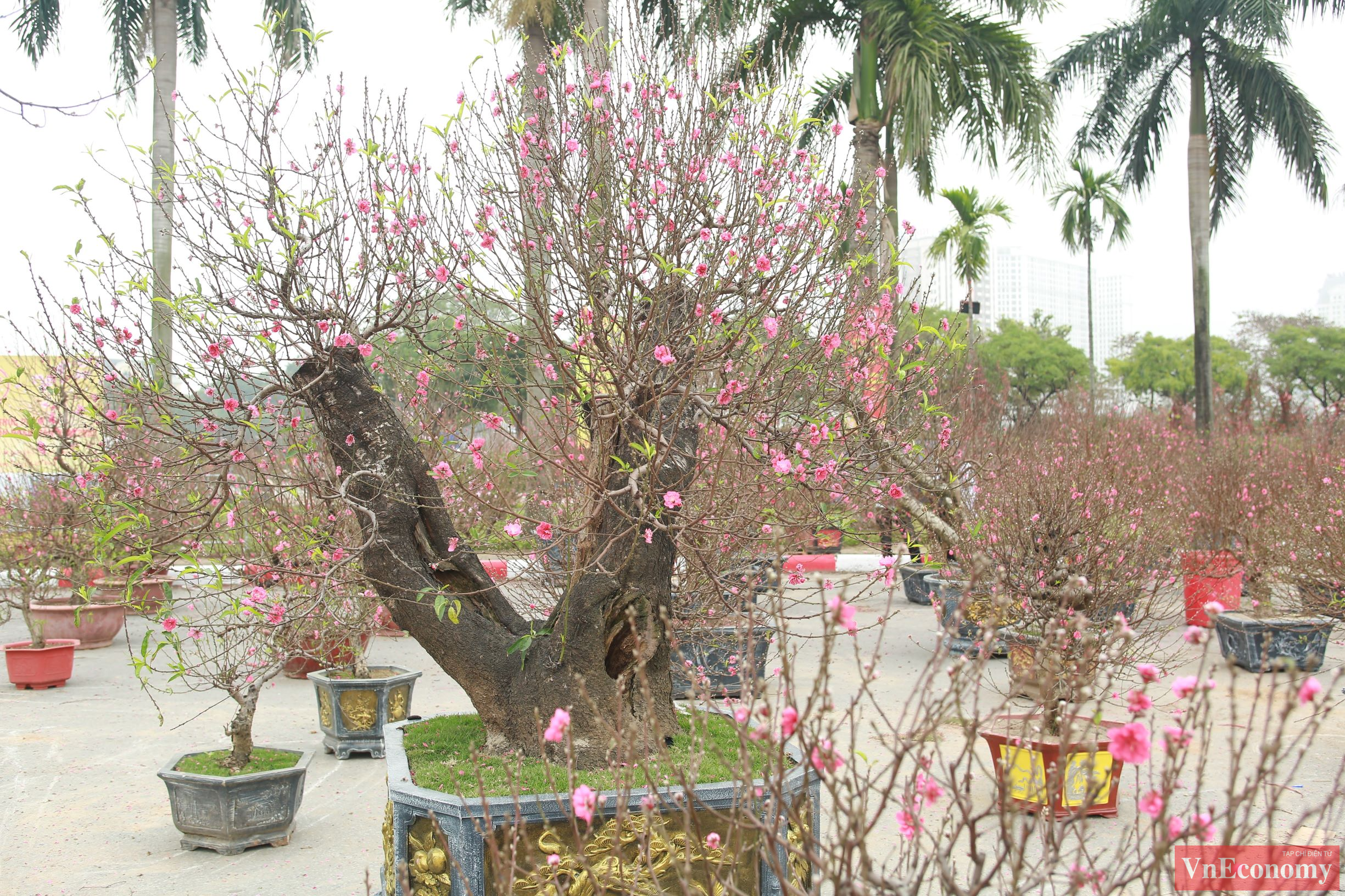 Năm nay, khá nhiều gốc đào 