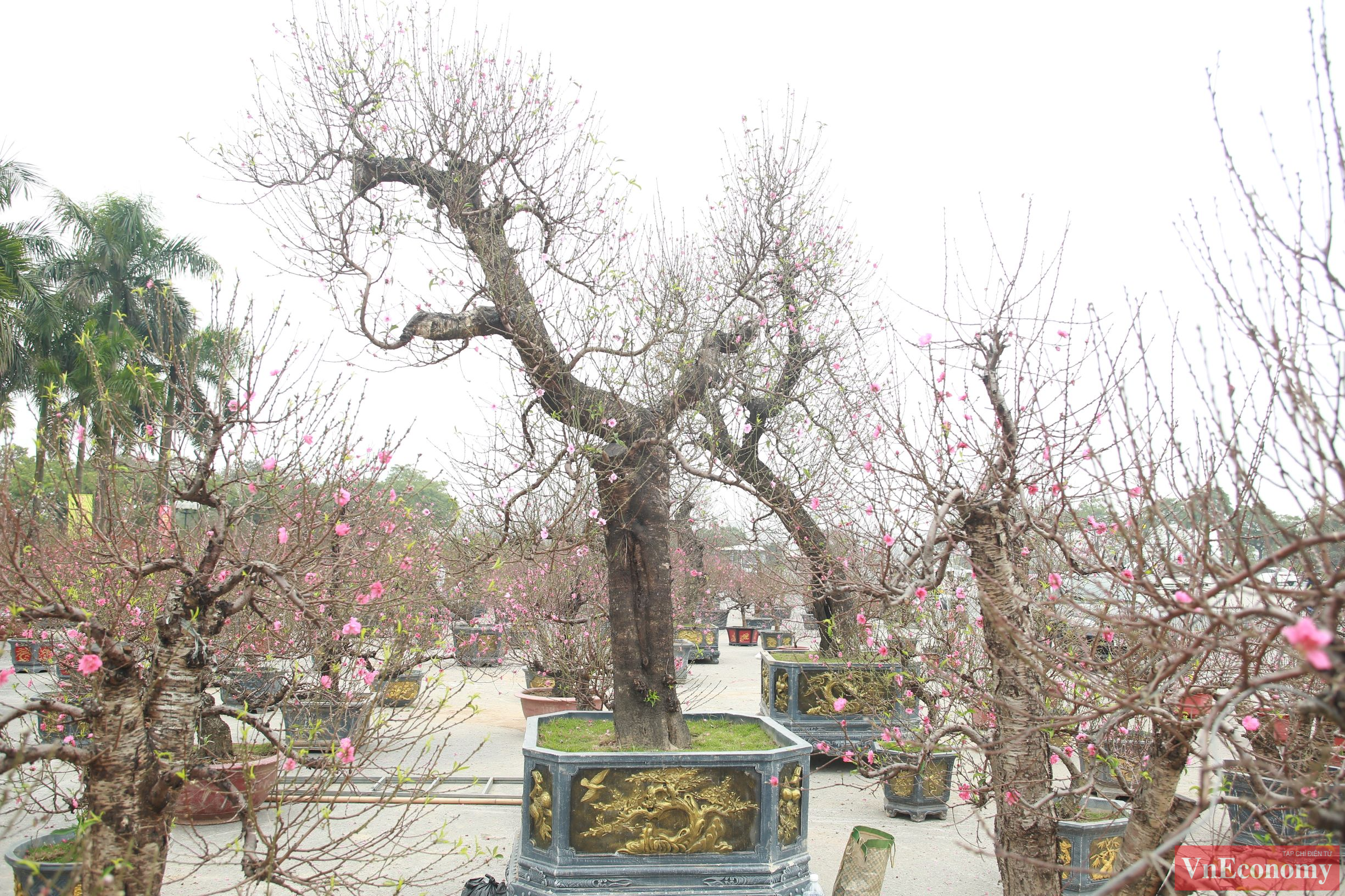 Những cây đào 