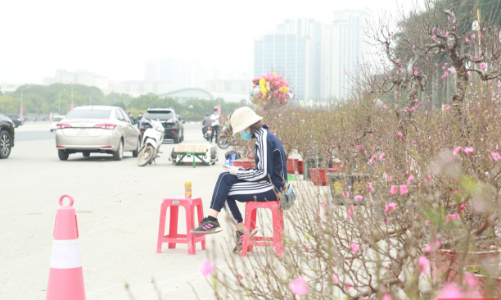 Những gốc đào rừng cổ thụ vắng khách thuê giữa Hà Nội