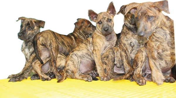 Săn tìm “dấu vết” chó Hổ ở... Hà Nội