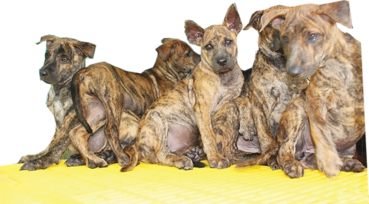 Chó Phú Quốc màu lông vện cọp được ưa chuộng.