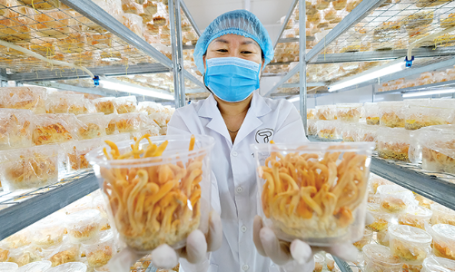 Chuyện của nữ tỷ phú nông dân với khát vọng trồng “vàng”