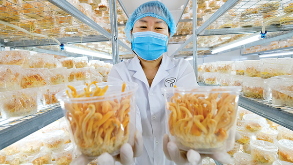 Chuyện của nữ tỷ phú nông dân với khát vọng trồng “vàng”