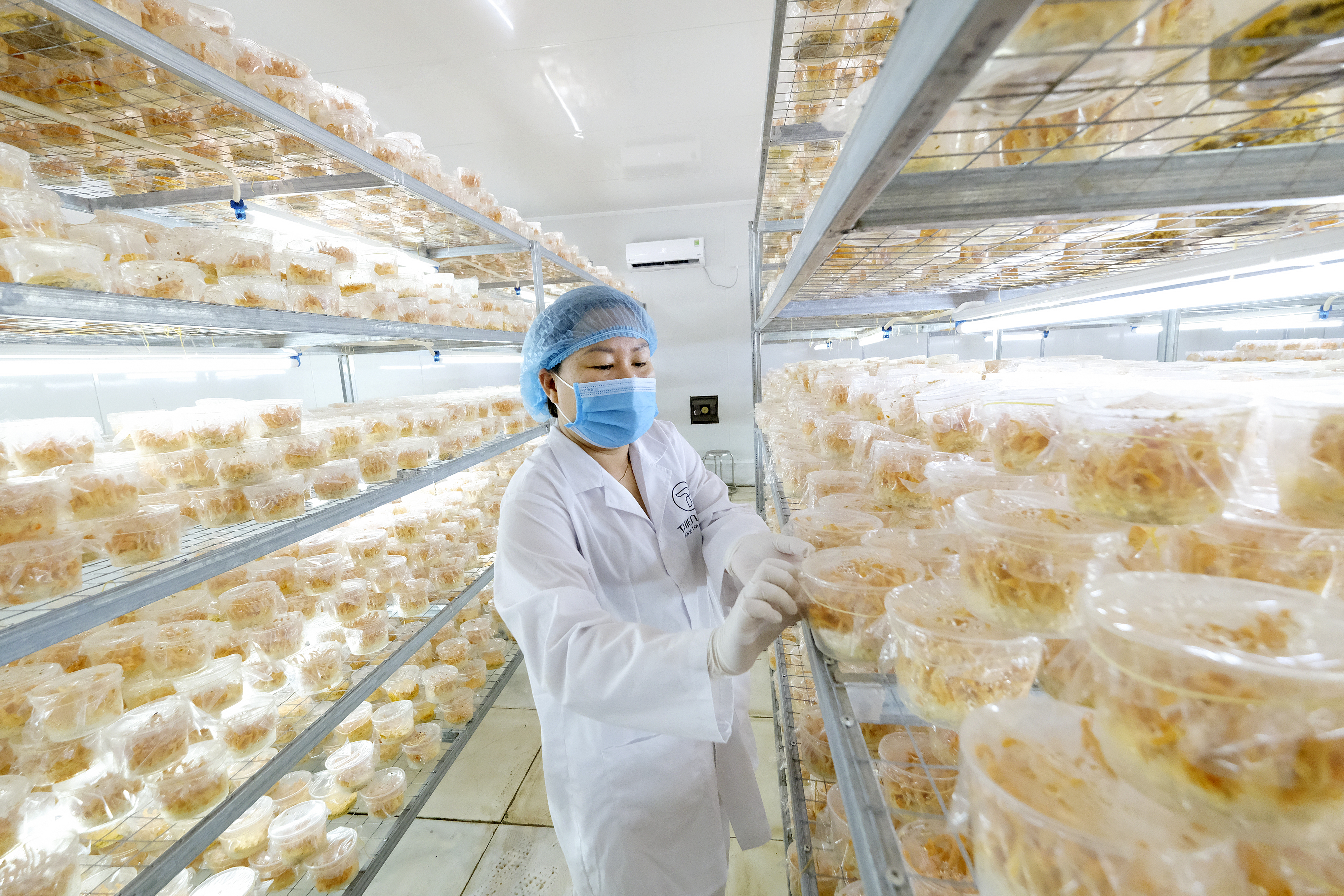 Chị Hồng và mô hình sản xuất khép kín, gồm nghiên cứu – nuôi trồng – chế biến – phân phối, tạo ra chuỗi giá trị gia tăng liên kết từ loại đông dược quý.