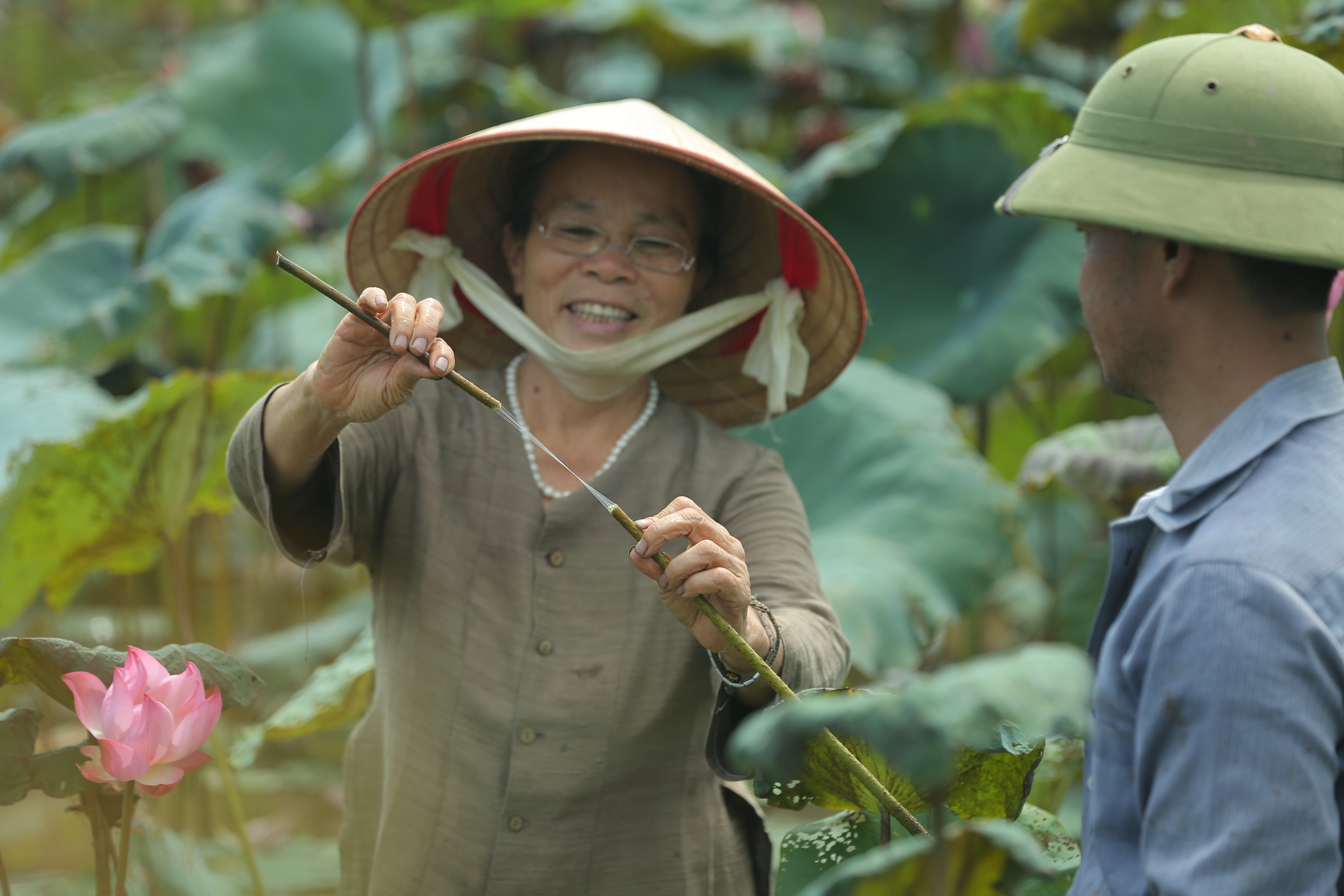 Từ xưa, huyện Mỹ Đức kh&ocirc;ng chỉ l&agrave; đất tổ của c&acirc;y d&acirc;u, con tằm m&agrave; c&ograve;n l&agrave; nơi c&oacute; nhiều hồ sen diện t&iacute;ch v&ocirc; c&ugrave;ng lớn.