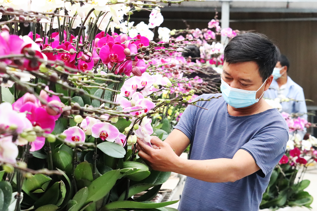 Nhu cầu mua sắm cây, hoa cảnh, vật cảnh dịp Tết tăng mạnh.