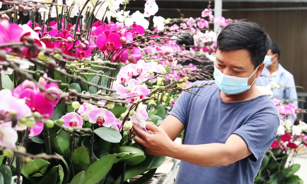 Nhu cầu mua sắm cây, hoa cảnh, vật cảnh dịp Tết tăng mạnh.