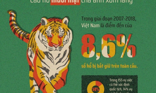 Vui Xuân Nhâm Dần, cao nhân không cần cao hổ