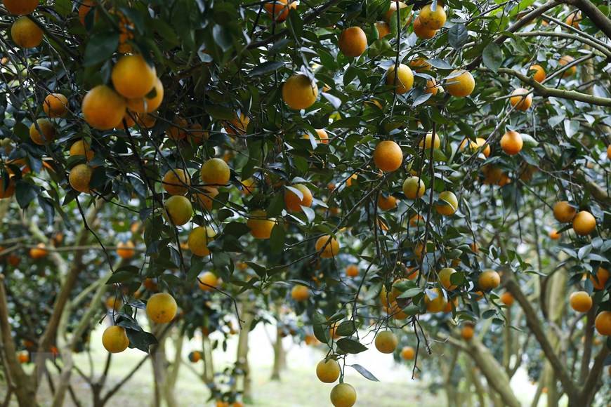 Những vườn cam trĩu quả đ&atilde; gi&uacute;p n&ocirc;ng d&acirc;n Cao Phong, H&ograve;a B&igrave;nh c&oacute; đời sống ấm no.