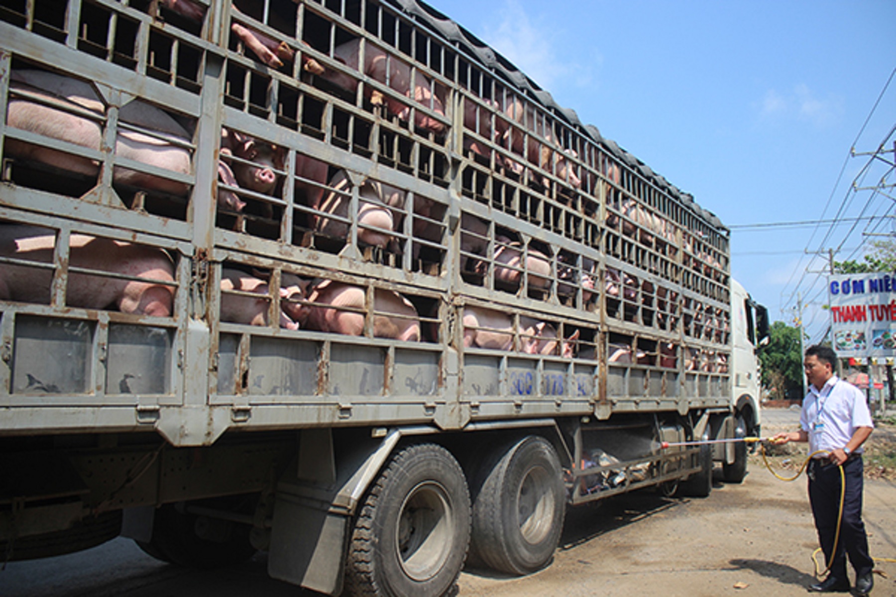 Lợn thịt đưa về thành phố phục vụ nhu cầu Tết Nguyên đán.