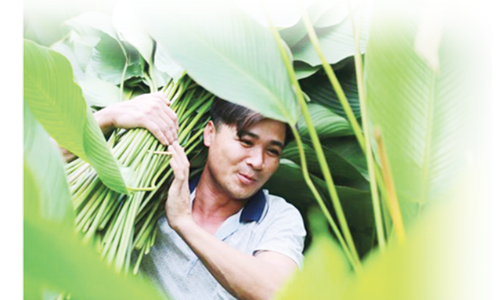 Qua “cơn bão dịch”, cây lại xanh tươi, kết trái