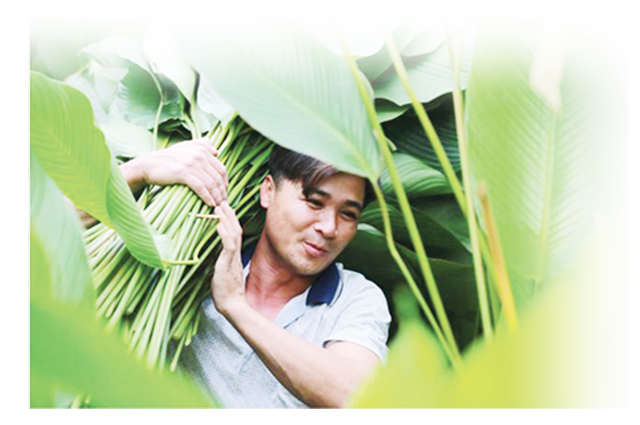 Nông dân Tràng Cát phấn khởi khi lá dong được giá, được mùa