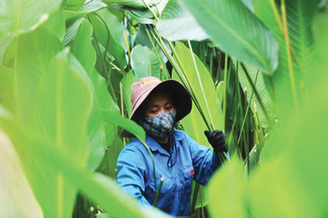 N&ocirc;ng d&acirc;n Tr&agrave;ng C&aacute;t 