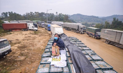 Lạng Sơn lại dừng tiếp nhận phương tiện chở hoa quả tươi xuất khẩu