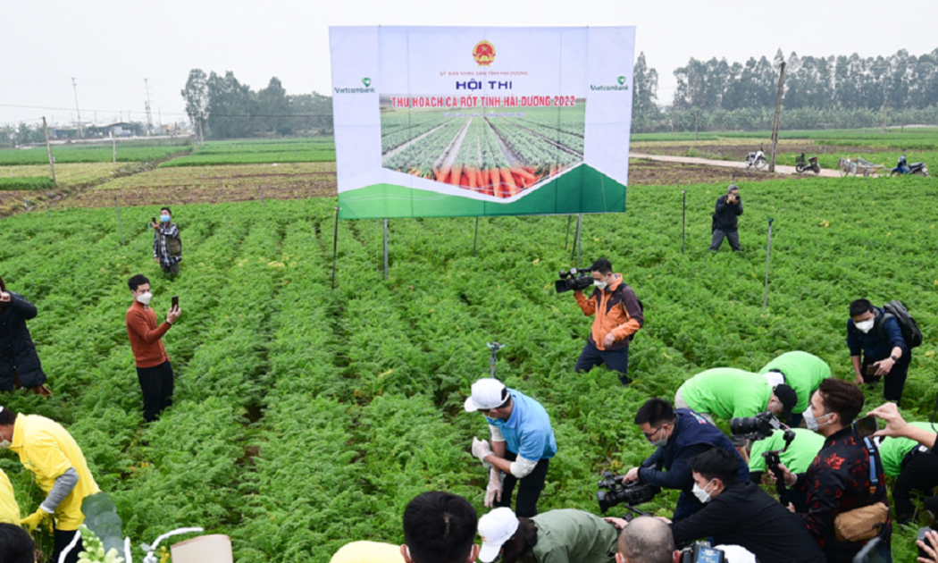 Ngày hội thu hoạch cà rốt ở Hải Dương.