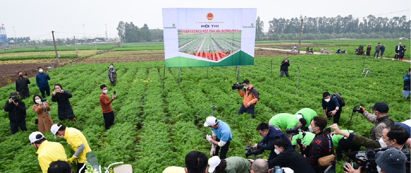 Ngày hội thu hoạch cà rốt ở Hải Dương.