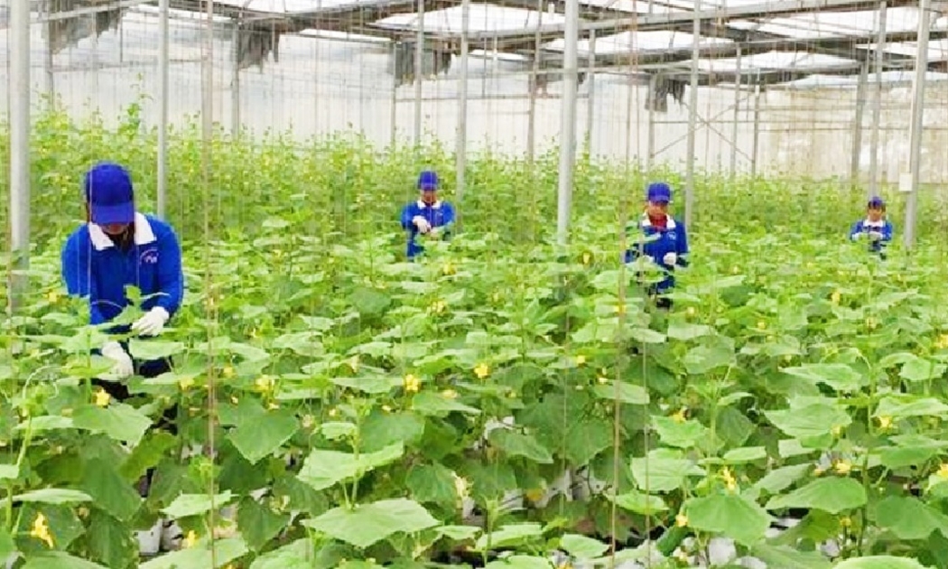 Nông nghiệp thích ứng với biến đổi khí hậu là định hướng được ưu tiên.