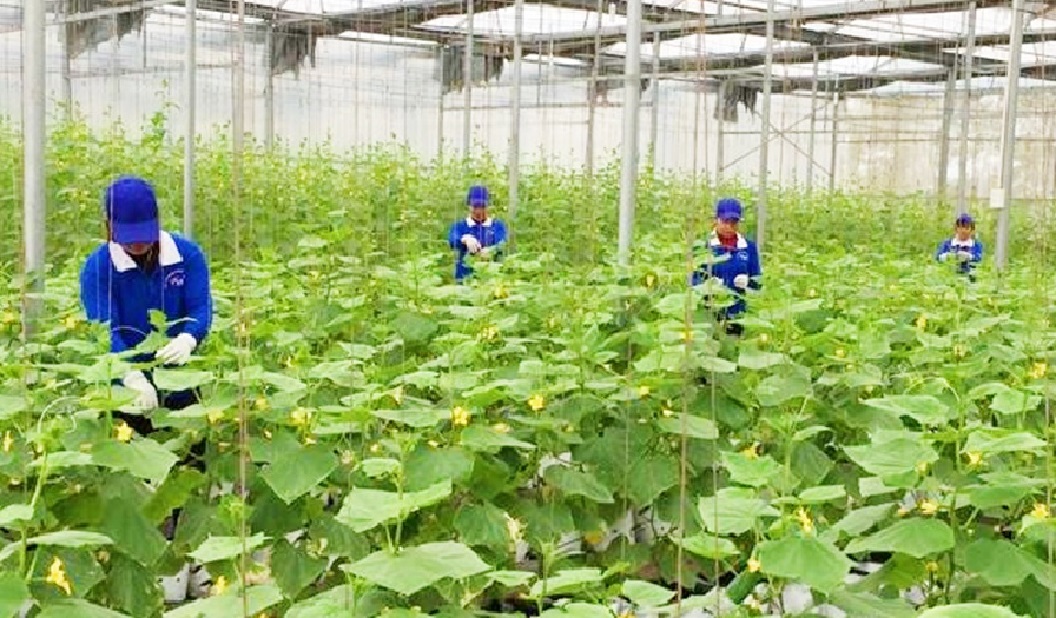 Nông nghiệp thích ứng với biến đổi khí hậu là định hướng được ưu tiên.