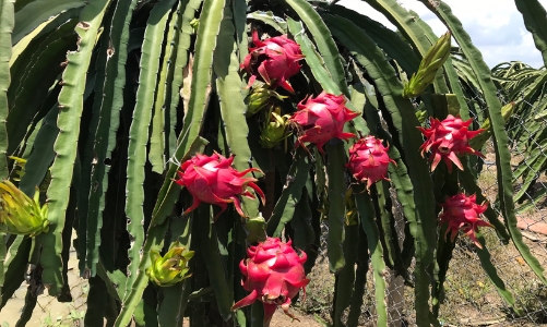 Xuất khẩu thanh long sang Ấn Độ: Tránh “vết xe đổ” với Trung Quốc