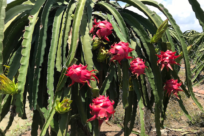 Ấn Độ là thị trường rất tiềm năng cho thanh long của Việt Nam