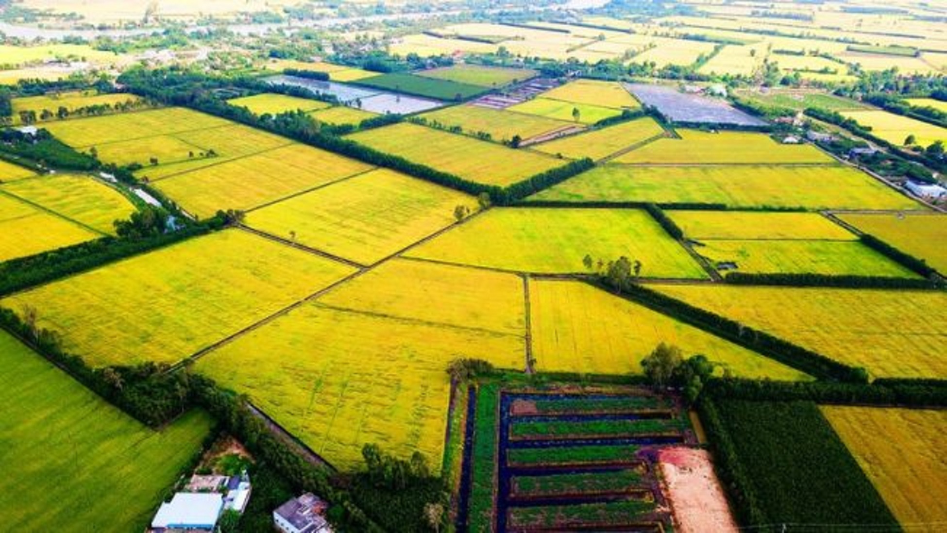 Đồng bằng sông Cửu long cần Ban chỉ đạo chung về nông nghiệp.