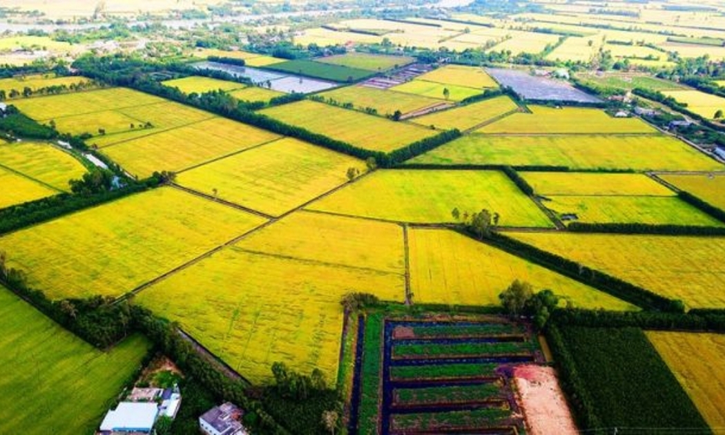 Đồng bằng sông Cửu long cần Ban chỉ đạo chung về nông nghiệp.
