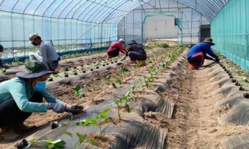 Lại xuất hiện lừa đảo lao động đi làm việc thời vụ tại Hàn Quốc