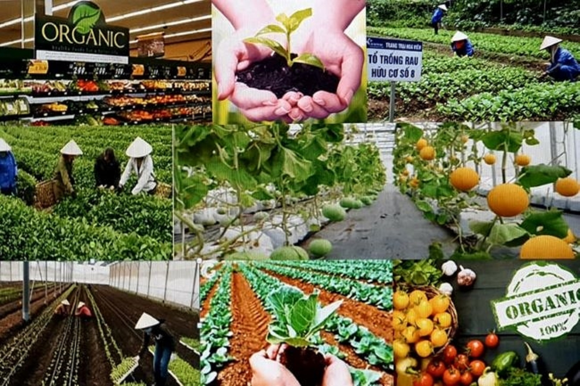 Nông nghiệp vẫn tăng sản lượng.