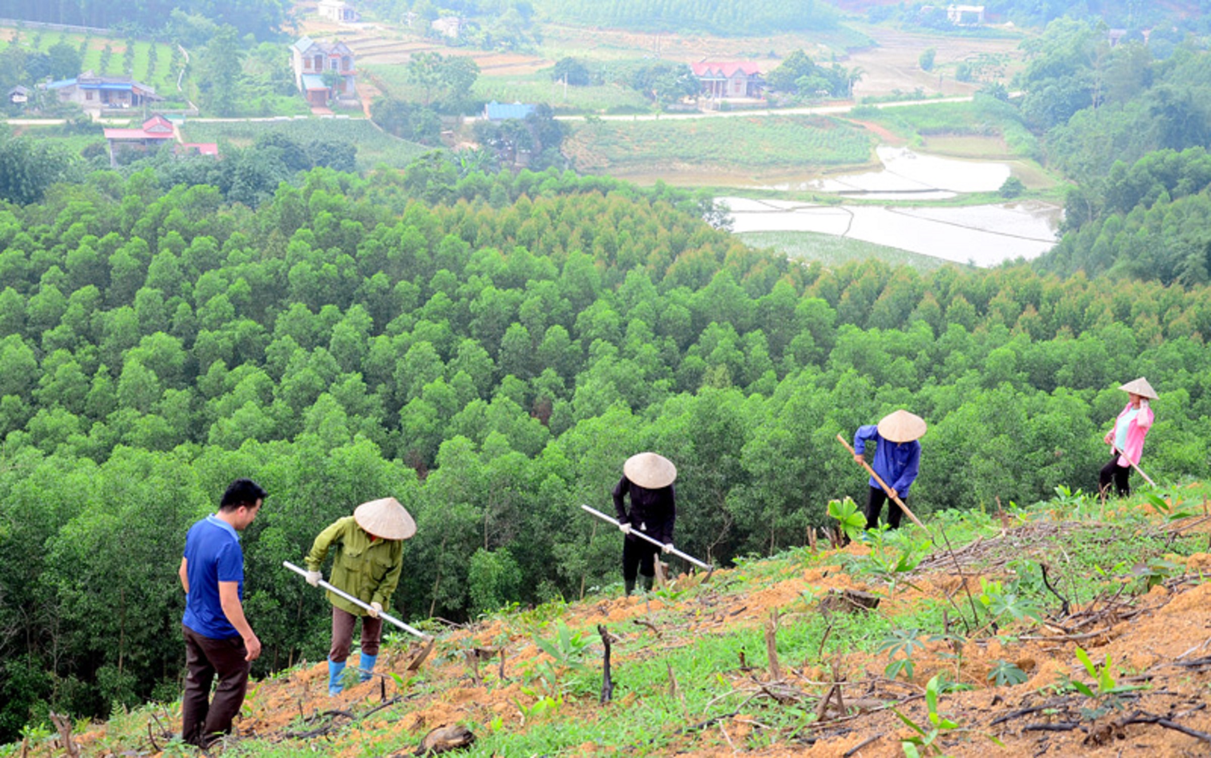 Trồng rừng cần thêm nhiều nguồn tài chính.