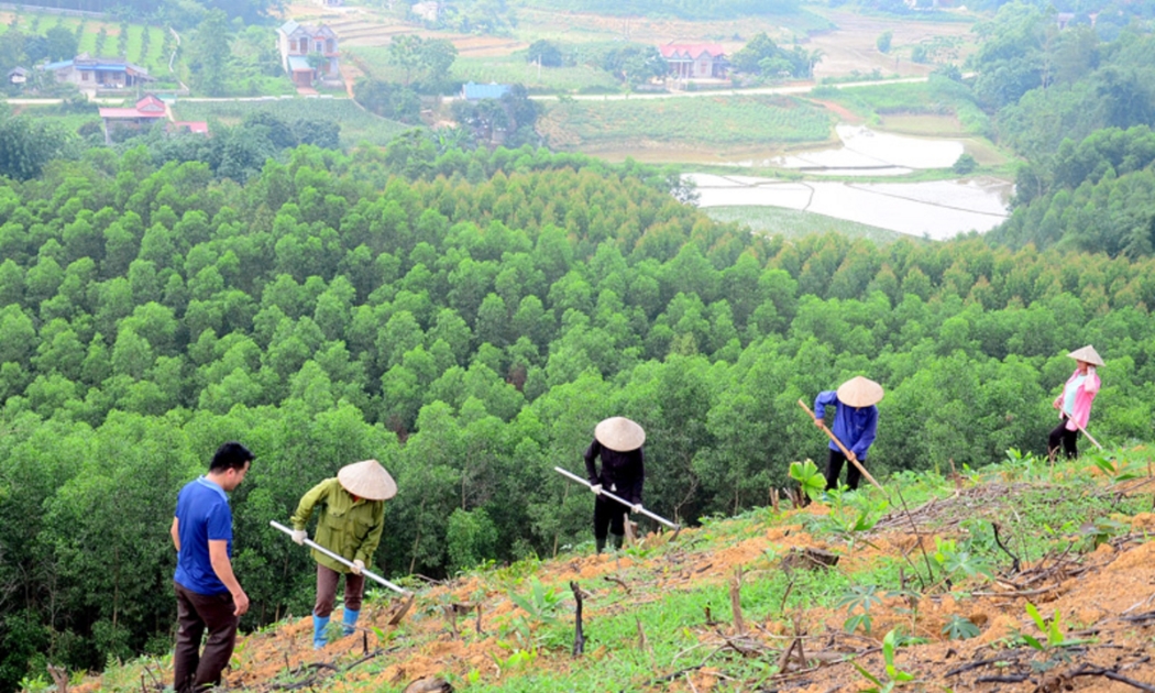 Trồng rừng cần thêm nhiều nguồn tài chính.