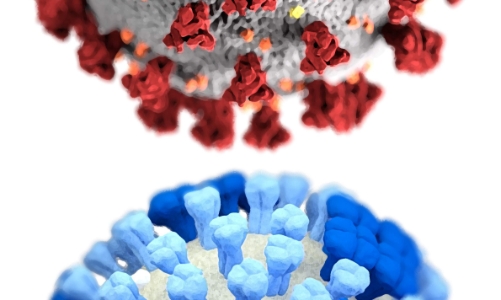 Lý do Covid-19 chưa thể thành bệnh đặc hữu như cúm mùa