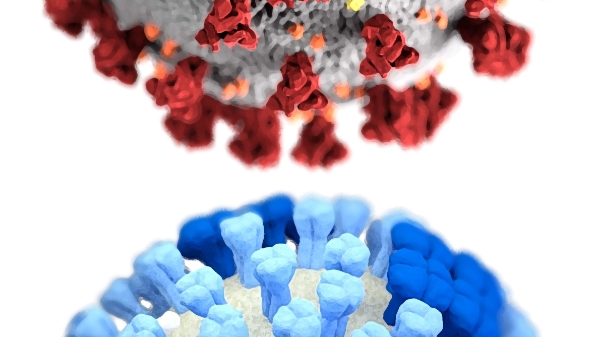 Lý do Covid-19 chưa thể thành bệnh đặc hữu như cúm mùa