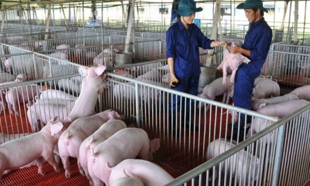 Giá lợn lại đang giảm.