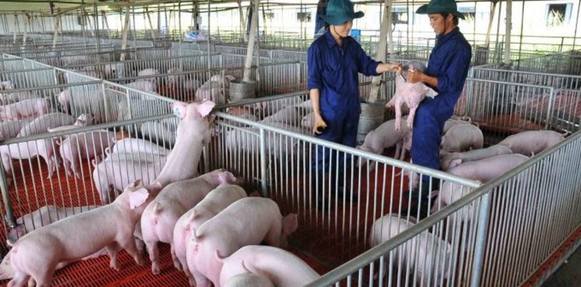 Giá lợn lại đang giảm.