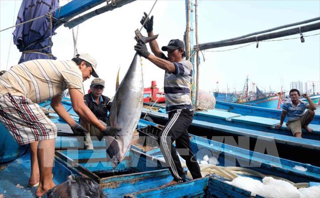 Xung đột Nga - Ukraine khiến nhiều l&ocirc; h&agrave;ng xuất khẩu c&aacute; ngừ quay đầu.