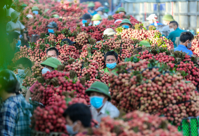 Vụ vải năm 2021 tại Bắc Giang đã được mùa, được giá