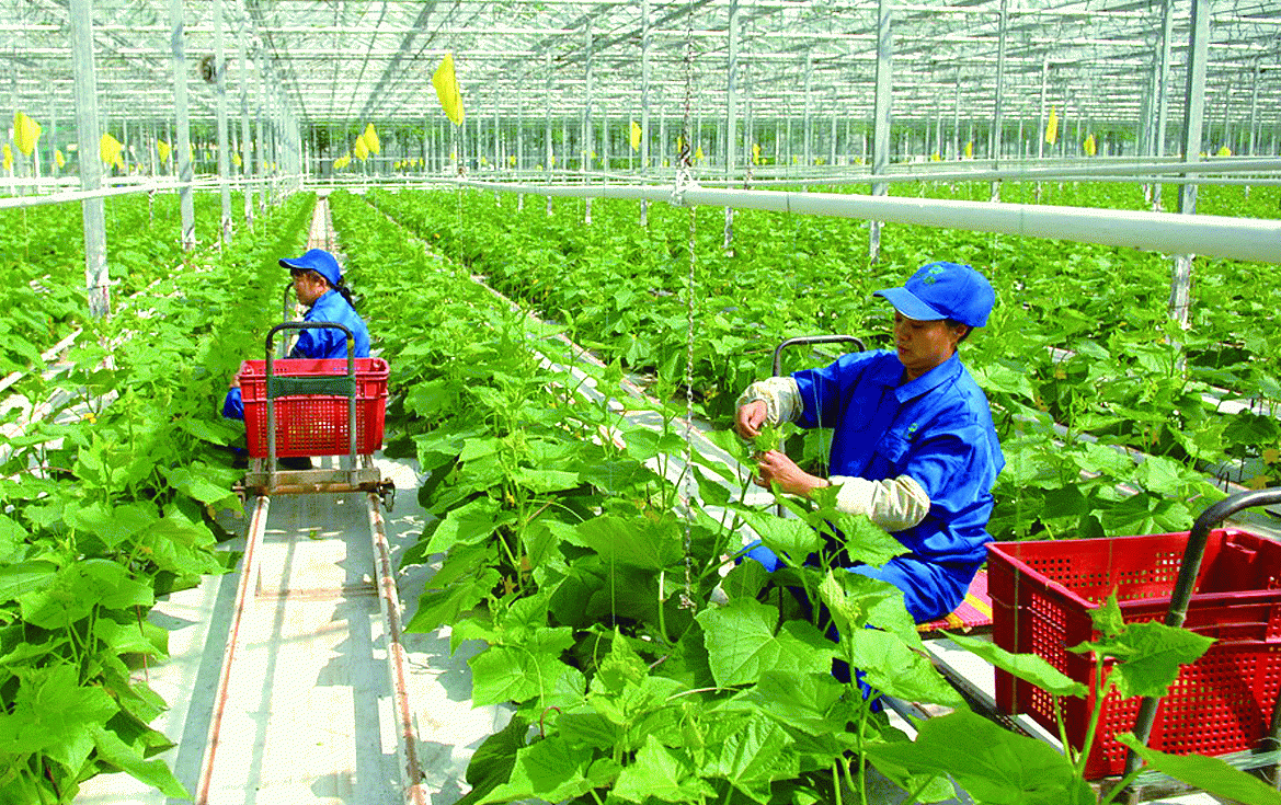 Phát triển kinh tế nông thôn gắn với xây dựng nông thôn mới  Kinh tế   Vietnam VietnamPlus
