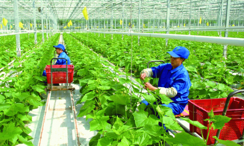 Kinh tế nông thôn chậm chuyển biến, nhiều hợp tác xã địa phương có doanh thu thuần dưới 1 tỷ đồng