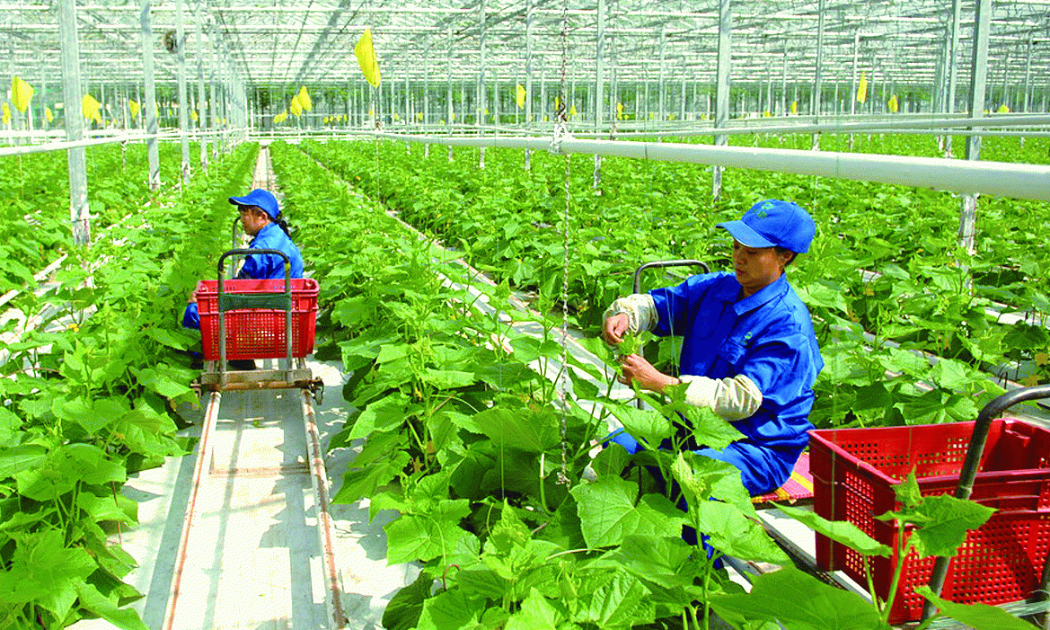 Sự chia tách hộ, quá trình phát triển kinh tế - xã hội và đô thị hóa nông thôn, nhất là địa bàn nông thôn có khu công nghiệp, cụm công nghiệp... dẫn tới sự gia tăng cư dân nông thôn.