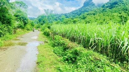 Can Tho, Hoa Binh & Hung Yen to change use of rice land