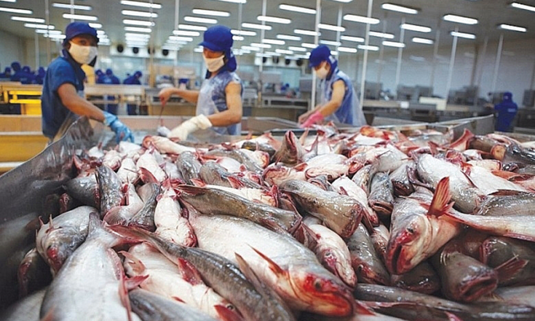 Xuất khẩu cá tra được giá cao