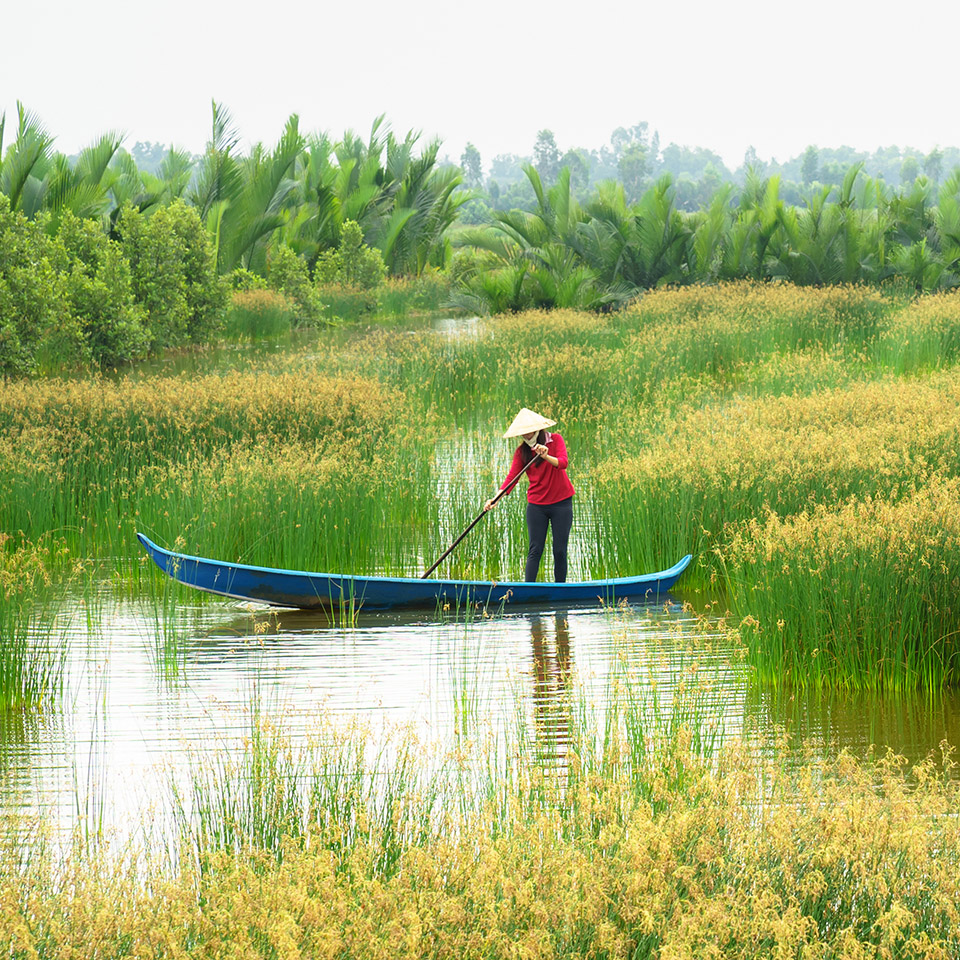 Cảnh đẹp nên thơ ở đồng bằng sông Cửu Long.