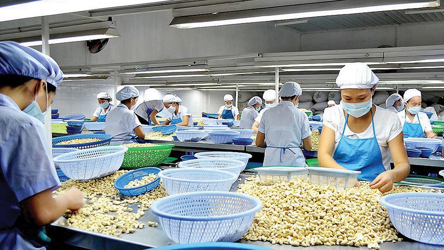 Doanh nghiệp Việt Nam đang mất kiểm soát đối với 36 container hạt điều xuất khẩu sang Italia