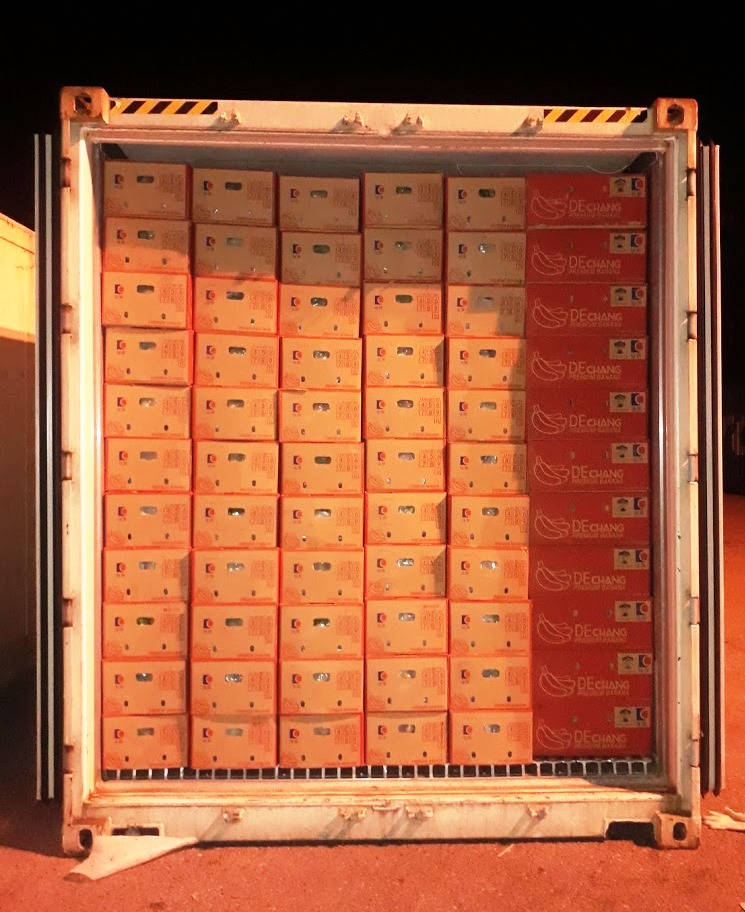 Tr&aacute;i c&acirc;y được đưa v&agrave;o container lạnh vận chuyển từ n&ocirc;ng trường về cảng Chu Lai.