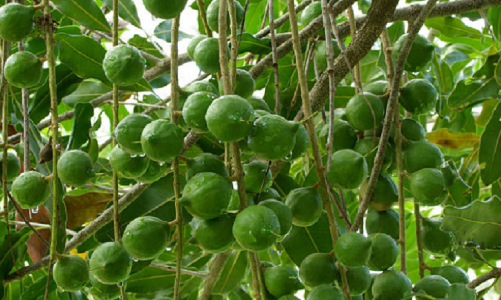 Khuyến khích các thành phần kinh tế đầu tư, chế biến mắc ca 