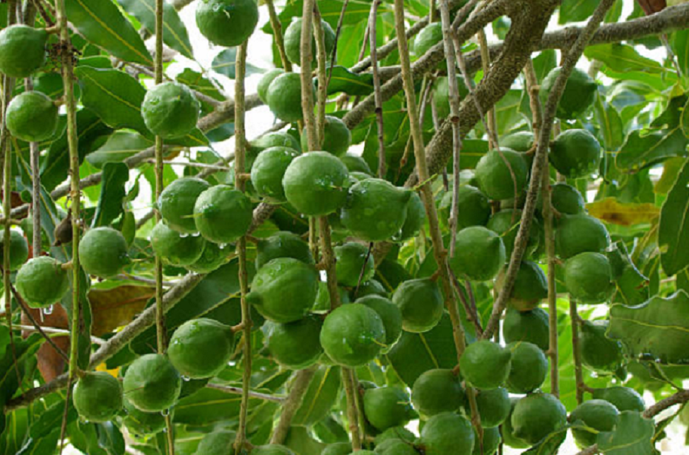 Đưa mắc ca thành cây trồng tỷ USD.